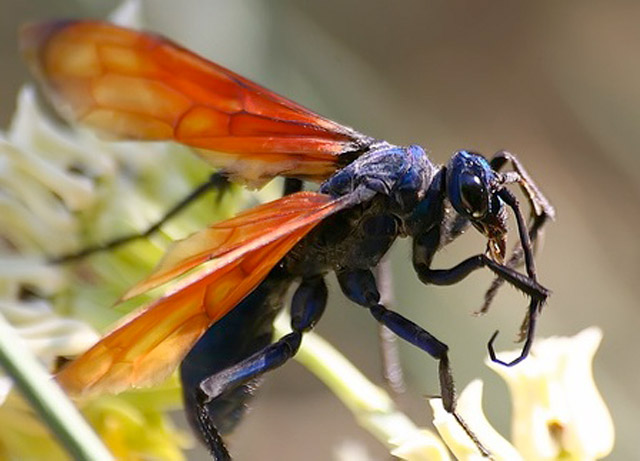 giant spider wasp