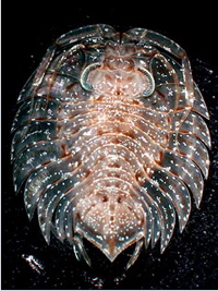 New Species of Serolid Isopod